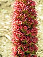 Echium wildpretii, Iles Canaries (5) (Photo F. Mrugala)